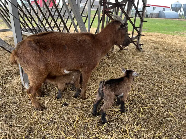 Nigerian Dwarf Goat with kids - Photo 5