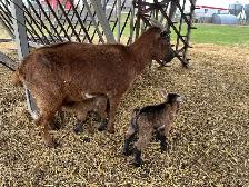 Nigerian Dwarf Goat with kids - Photo 5