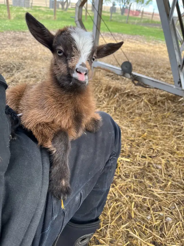 Nigerian Dwarf Goat with kids - Photo 6