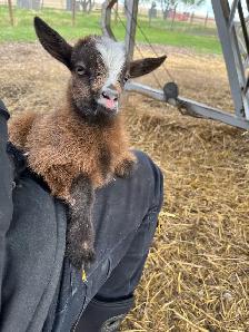 Nigerian Dwarf Goat with kids - Photo 6