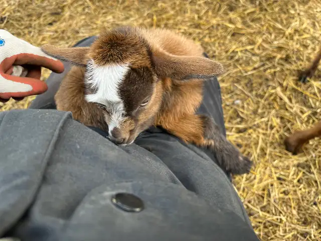 Nigerian Dwarf Goat with kids - Photo 7
