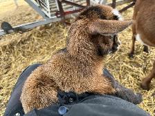 Nigerian Dwarf Goat with kids - Photo 8