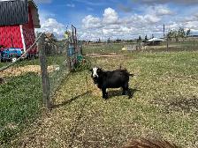 Nigerian Dwarf Goat with kids - Photo 9