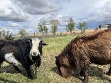 Nigerian Dwarf Goat with kids - Photo 10