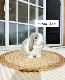 adorable holland lop baby bunnies