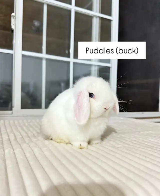 adorable holland lop baby bunnies - Photo 2