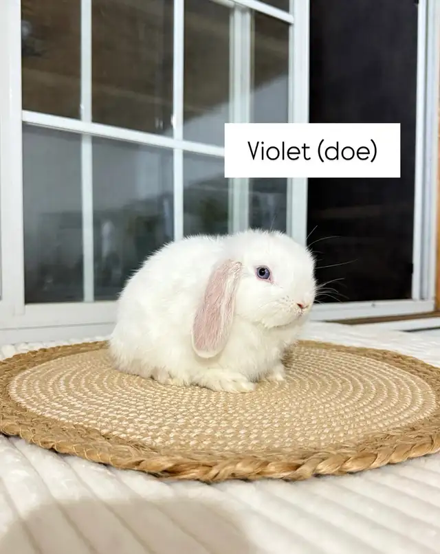 adorable holland lop baby bunnies - Photo 4