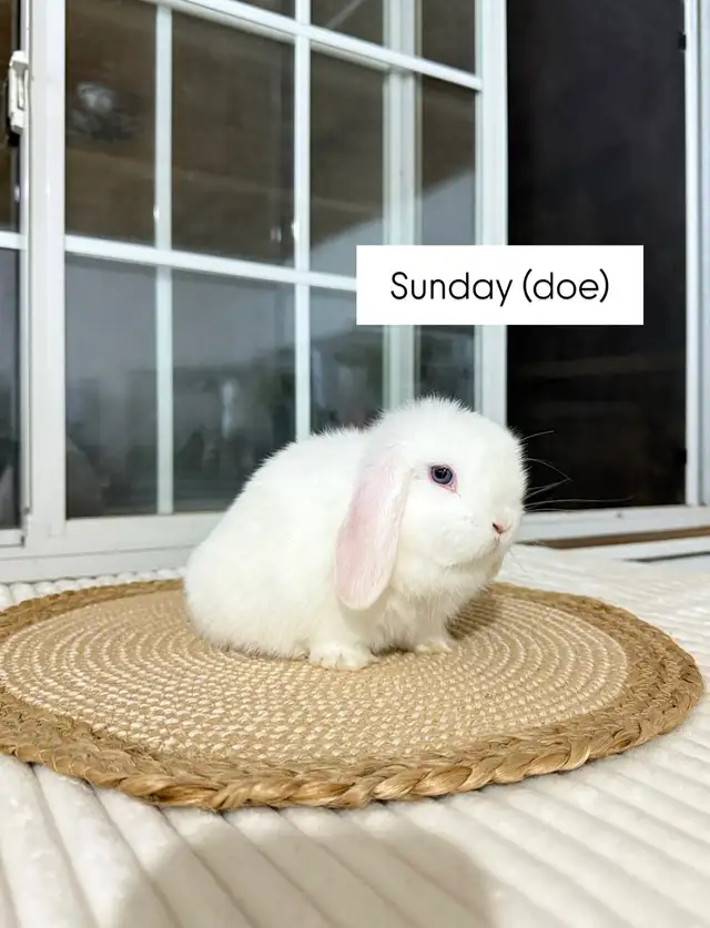 adorable holland lop baby bunnies - Photo 5