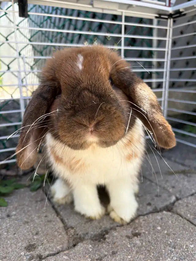 Holland Lop