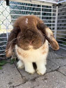Holland Lop