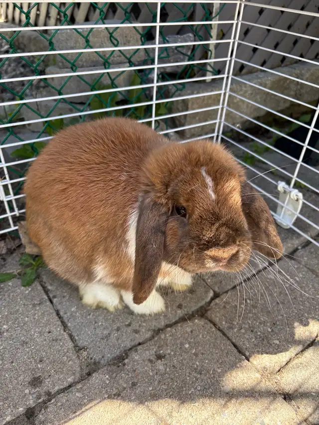 Holland Lop - Photo 2