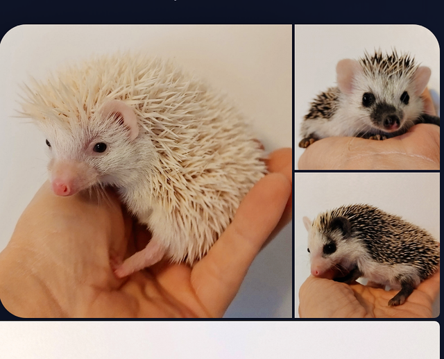 ♥READY!! Baby girl hedgehogs!