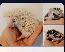 ♥READY!! Baby girl hedgehogs!!