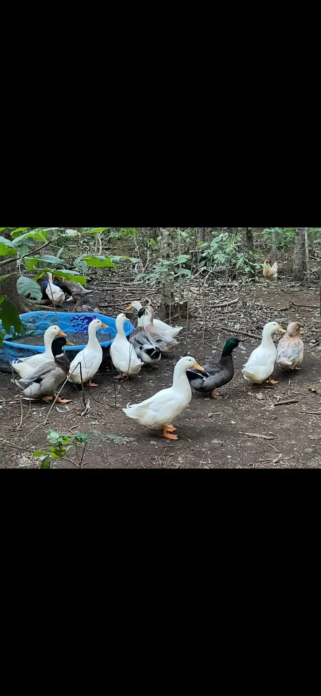 Domestic  Ducks