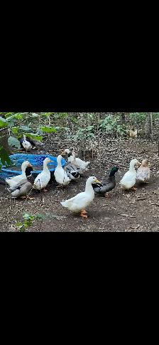 Domestic  Ducks