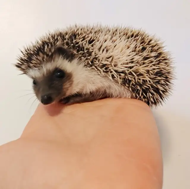 ♥Gatsby! Dark chocolate snowflake pinto hedgehog boy!