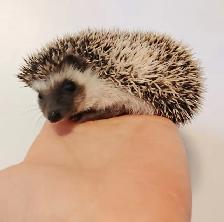 ♥Gatsby! Dark chocolate snowflake pinto hedgehog boy!