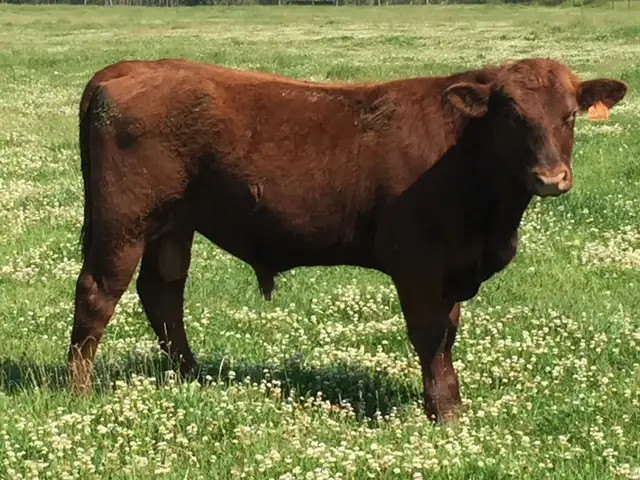Red Angus Bulls for sale