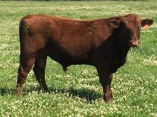 Red Angus Bulls for sale