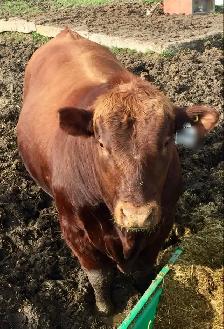 Red Angus Bulls for sale - Photo 2