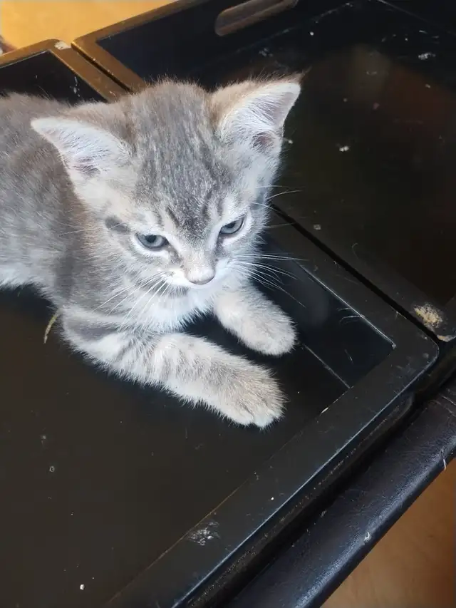 Kitten to Rehome
