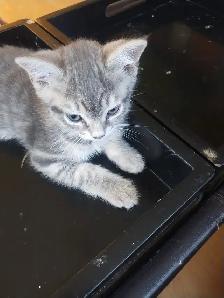 Kitten to Rehome