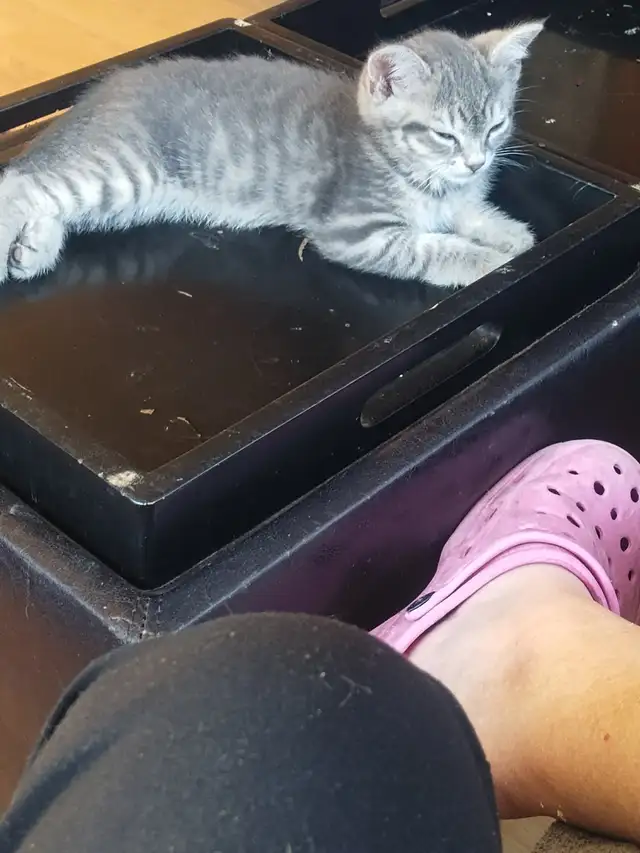 Kitten to Rehome - Photo 2