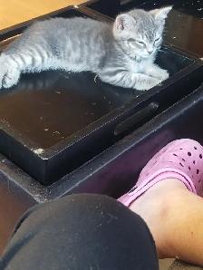Kitten to Rehome - Photo 2