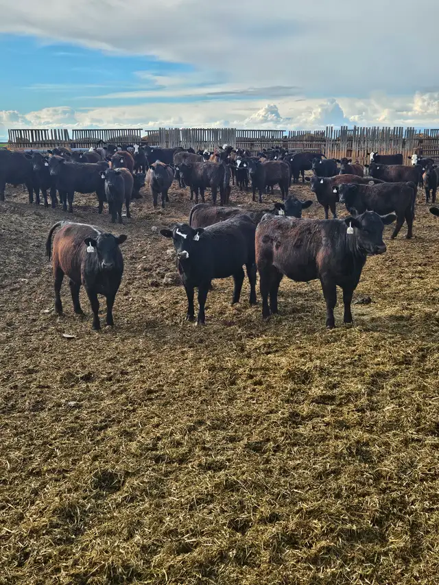 BLACK SIM X REPLACEMENT HEIFERS
