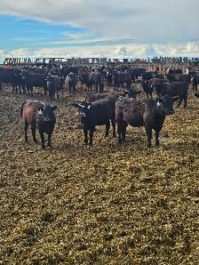 BLACK SIM X REPLACEMENT HEIFERS