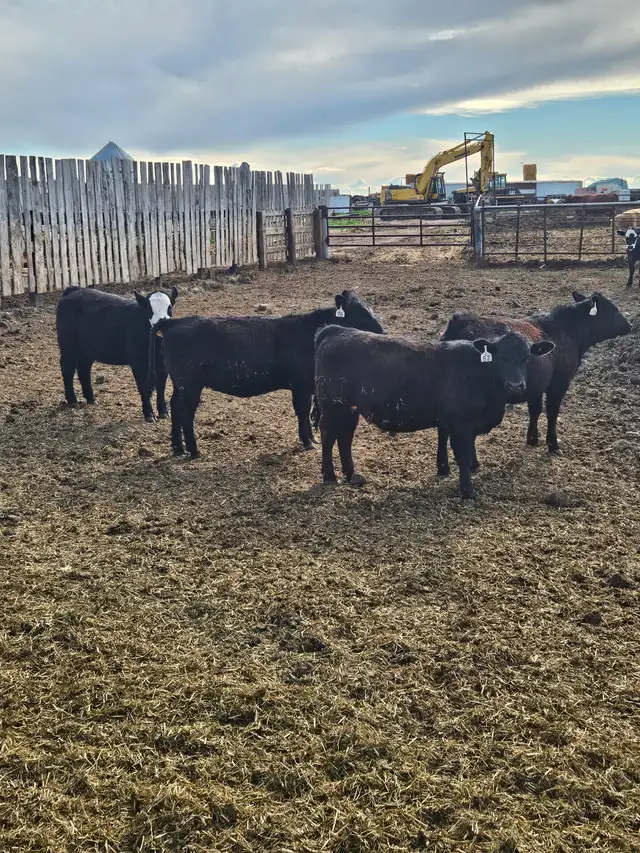 BLACK SIM X REPLACEMENT HEIFERS - Photo 2