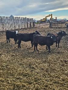 BLACK SIM X REPLACEMENT HEIFERS - Photo 2