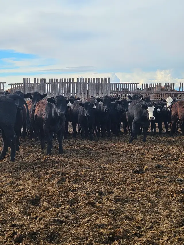 BLACK SIM X REPLACEMENT HEIFERS - Photo 3