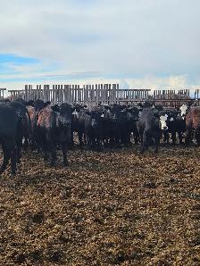 BLACK SIM X REPLACEMENT HEIFERS - Photo 3