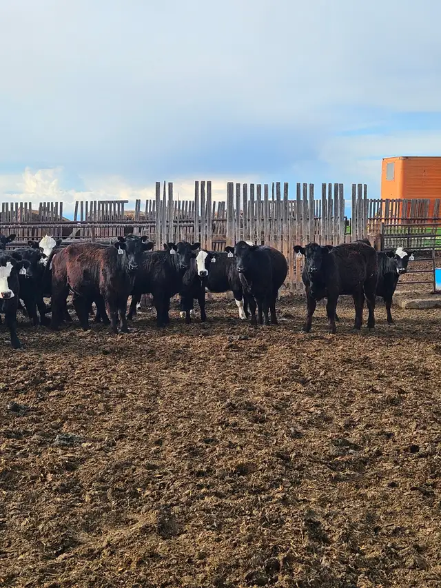 BLACK SIM X REPLACEMENT HEIFERS - Photo 4