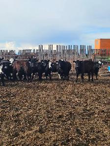 BLACK SIM X REPLACEMENT HEIFERS - Photo 4