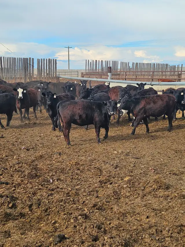 BLACK SIM X REPLACEMENT HEIFERS - Photo 5