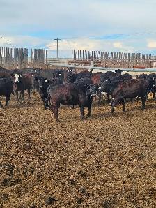 BLACK SIM X REPLACEMENT HEIFERS - Photo 5