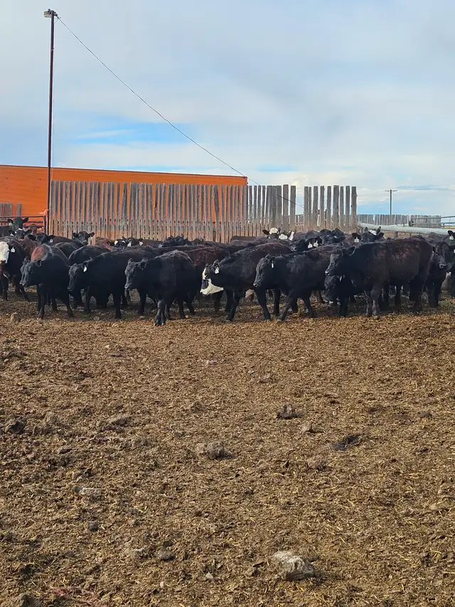BLACK SIM X REPLACEMENT HEIFERS - Photo 6