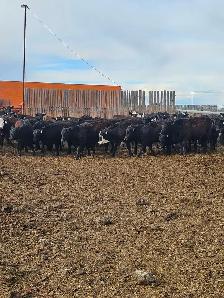 BLACK SIM X REPLACEMENT HEIFERS - Photo 6