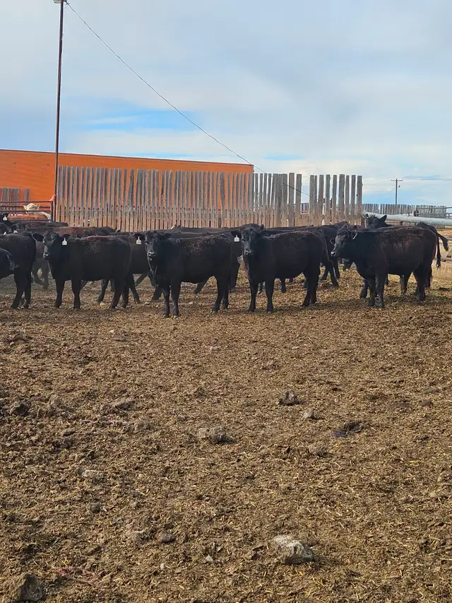 BLACK SIM X REPLACEMENT HEIFERS - Photo 7