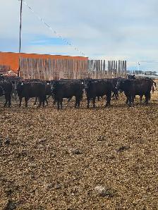 BLACK SIM X REPLACEMENT HEIFERS - Photo 7