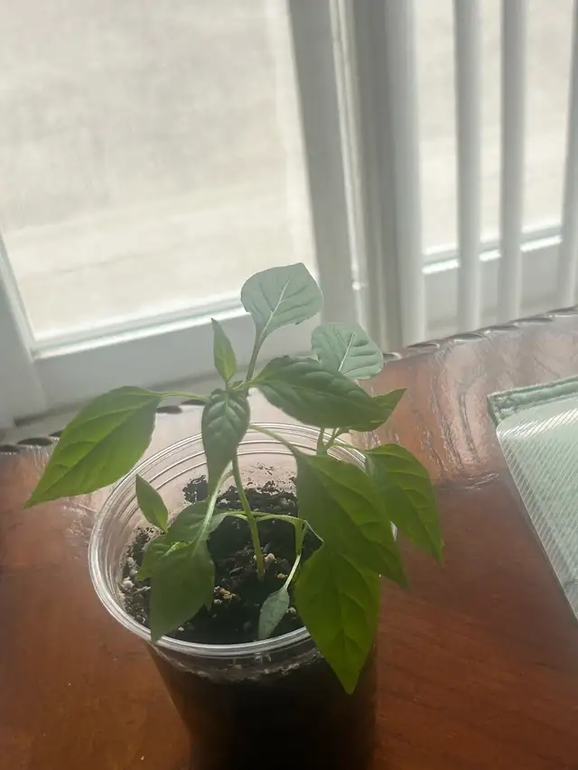 Bird Hot Pepper Two plants