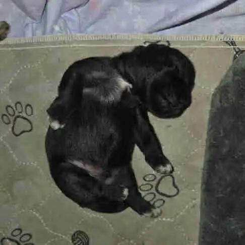 chiot schnauzer nain mâle