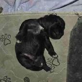 chiot schnauzer nain mâle