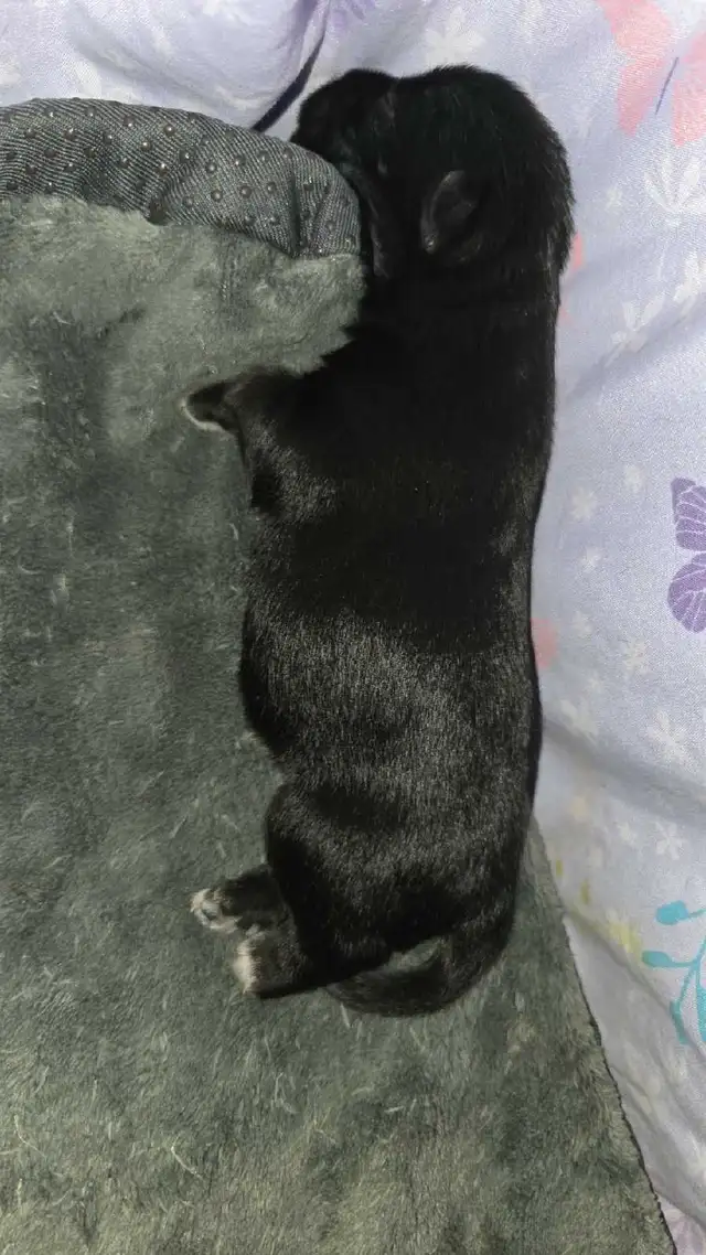 chiot schnauzer nain mâle - Photo 2