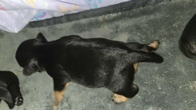 chiot schnauzer nain mâle - Photo 3