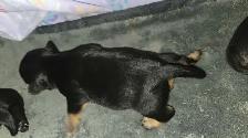 chiot schnauzer nain mâle - Photo 3