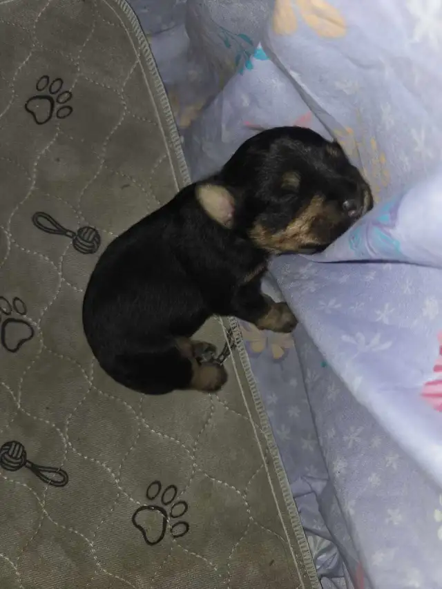 chiot schnauzer nain mâle - Photo 4