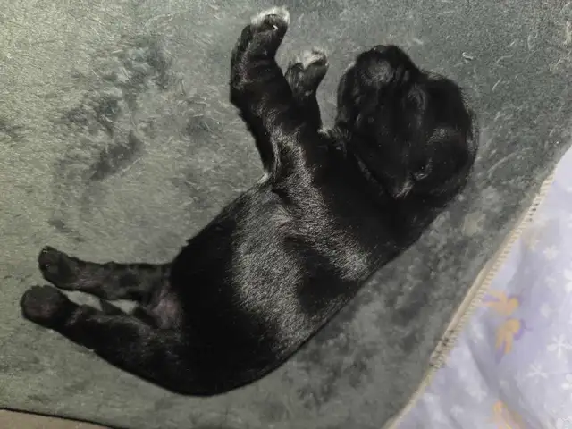 chiot schnauzer nain mâle - Photo 5